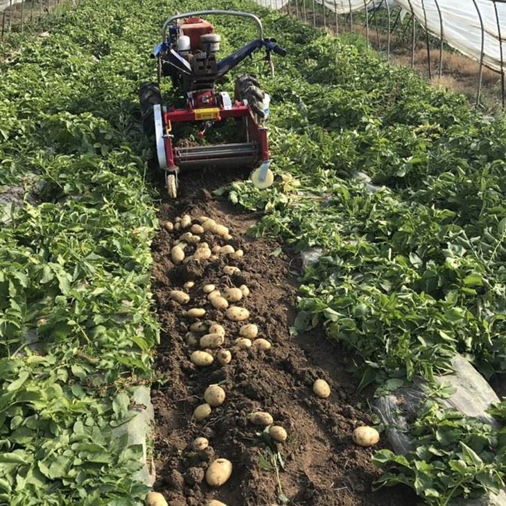 Potato harvester3